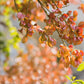 10 CHINESE FLAME TREE Koelreuteria Bipinnata Lantern Rain Yellow Pink Flower Seeds
