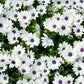 50 WHITE AFRICAN Cape DAISY Dimorphotheca Sinuata Flower Seeds