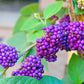 40 American PURPLE BEAUTYBERRY Shrub Flower Callicarpa Americana Seeds