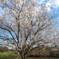 5 COMMON APRICOT Fruit Tree Prunus Armeniaca White Pink Flower Seeds