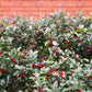 40 ENGLISH HOLLY Ilex Aquifolium aka European Common or Christmas Holly Evergreen Tree Shrub Berry Seeds