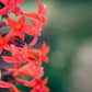 200 STANDING CYPRESS (Scarlet Gilia) Ipomopsis Rubra Flower Seeds