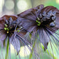 5 BLACK BAT FLOWER ( Cats Whiskers / Devil Flower ) Tacca Chantrieri Flower Seeds