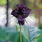 5 BLACK BAT FLOWER ( Cats Whiskers / Devil Flower ) Tacca Chantrieri Flower Seeds