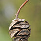 20 DAWN REDWOOD Tree Metasequoia Glyptostroboides Conifer Seeds