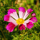 200 COSMOS SEASHELLS Cosmos Bipinnatus Sea Shells Flower Seeds