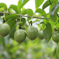 10 Purple PASSION FLOWER Passion FRUIT Granadilla Passiflora Incarnata Vine Seeds