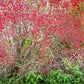 25 EUROPEAN SPINDLE TREE Euonymus Europaeus Spindletree Pink & Orange Flower Shrub Seeds