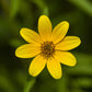 200 Yellow SWAMP MARIGOLD Bidens Aristosa Mutica Flower Seeds