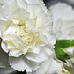 50 WHITE CARNATION Dianthus Caryophyllus Grenadin Flower Seeds