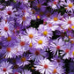 200 Mixed Colors SWAN RIVER DAISY Brachyscome Iberidifolia Flower Seeds