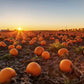 40 SMALL SUGAR PUMPKIN Orange Pie or Carving Cucurbita Pepo Vegetable Seeds