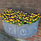 50 Dark JOHNNY JUMP UP Violet Viola Tricolor Flower Seeds