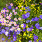 200 Purple Mix SWAN RIVER DAISY Brachyscome Iberidifolia Flower Seeds