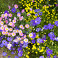 200 Mixed Colors SWAN RIVER DAISY Brachyscome Iberidifolia Flower Seeds