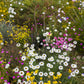 200 Mixed Colors SWAN RIVER DAISY Brachyscome Iberidifolia Flower Seeds