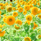 150 Double DWARF TEDDYBEAR SUNFLOWER Helianthus Annuus Yellow Flower Seeds