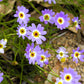 200 Purple Mix SWAN RIVER DAISY Brachyscome Iberidifolia Flower Seeds