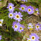 200 Mixed Colors SWAN RIVER DAISY Brachyscome Iberidifolia Flower Seeds