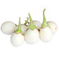 30 EASTER EGG PLANT (Easter Eggplant / Ornamental Eggplant / Nest Egg) Solanum Ovigerum Seeds