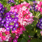 10 TALL GARDEN PHLOX Paniculata Mixed Colors 'New Hybrids Mix' Flower Seeds