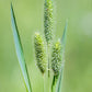 500 DERBY TIMOTHY GRASS Ornamental Phleum Pratense Seeds