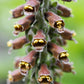 20 MILK CHOCOLATE FOXGLOVE Spanish Digitalis Parviflora Red Brown Flower Seeds