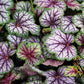 1200 Mixed Colors CORAL BELLS HEUCHERA Shade Flower Seeds