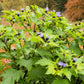 100 APPLE OF PERU Shoofly Plant Nicandra Physalodes Violet Blue Flower Seeds