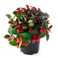20 Creeping WINTERGREEN / TEABERRY Gaultheria Procumbens Evergreen Flower Seeds