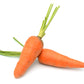 1500 LITTLE FINGERS CARROT Daucus Carota Vegetable Seeds