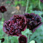 250 BLACK PEONY POPPY Papaver Peoniflorum Flower Seeds