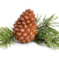 5 Pine Nut ITALIAN STONE PINE Pinus Pinea Umbrella Tree Seeds