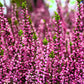 100 Scotch TRUE HEATHER Shrub Scot's Purple Pink Flower Calluna Vulgaris Seeds