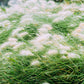 25 DWARF FOUNTAIN GRASS Pennisetum Alopecuroides Hardy Ornamental White Plume Seeds