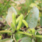 20 FORDHOOK LIMA BEAN Phaseolus Lunatus Bush Bean Vegetable Seeds