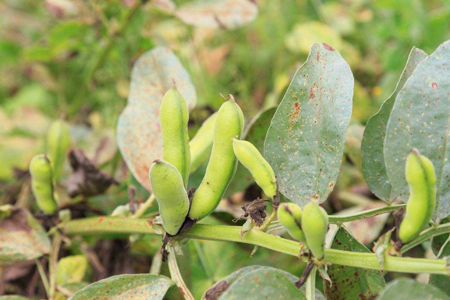 20 FORDHOOK LIMA BEAN Phaseolus Lunatus Bush Bean Vegetable Seeds