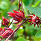 50 ROSELLE HIBISCUS Sabdariffa Rosella Fruit White & Red Flower Seeds