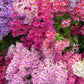 200 Mixed Colors BUTTERFLY ORCHID (Poor Mans Orchid / Angel Wings) Schizanthus Wisetonensis Flower Seeds