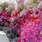 200 Mixed Colors BUTTERFLY ORCHID (Poor Mans Orchid / Angel Wings) Schizanthus Wisetonensis Flower Seeds