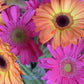 1000 MIXED AFRICAN DAISY ( Cape Marigold / Sun Marigold ) Dimorphotheca Sinuata Flower Seeds