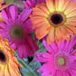 25 SALMON AFRICAN DAISY Dimorphotheca Sinuata Apricot Flower Seeds