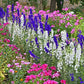 100 ROCKET LARKSPUR DELPHINIUM Consolida Giant Imperial Mixed Colors Flower Seeds