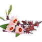 50 ROSELLE HIBISCUS Sabdariffa Rosella Fruit White & Red Flower Seeds