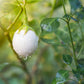 30 EASTER EGG PLANT (Easter Eggplant / Ornamental Eggplant / Nest Egg) Solanum Ovigerum Seeds