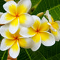 10 MIXED COLORS PLUMERIA Seeds - Lei Flower Frangipani Mix Fragrant Shrub Small Tree Pink Red Yellow White Peach Two Tone