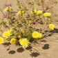 500 Yellow DESERT MARIGOLD Baileya Multiradiata Showy Drought Paper Daisy Flower Herb Seeds
