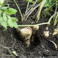 1000 ALL AMERICAN PARSNIP Pastinaca Sativa White Root Vegetable Seeds
