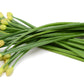 500 CHINESE LEEK (Oriental Garlic / Garlic Chives / Chinese Chives / Flat Chives) Allium Tuberosum Vegetable Seeds