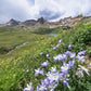 50 Blue ROCKY MOUNTAIN COLUMBINE Aquilegia Caerulea Flower Seeds